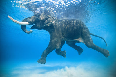 Rajan the elephant on morning swim