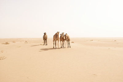 Curious Camels